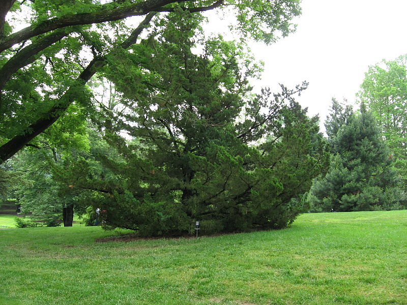 Juniperus chinensis