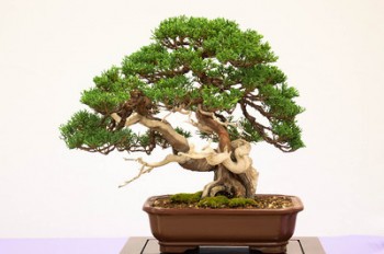 Juniperus chinensis