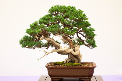 Juniperus chinensis