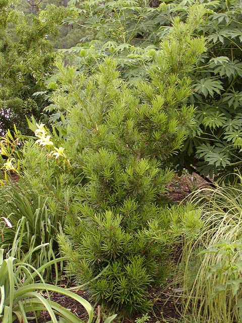 Podocarpus chinensis