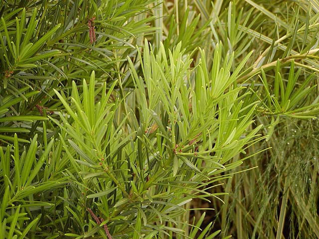 Podocarpus chinensis