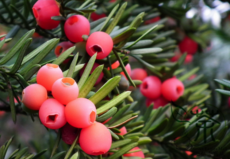 Taxus chinensis