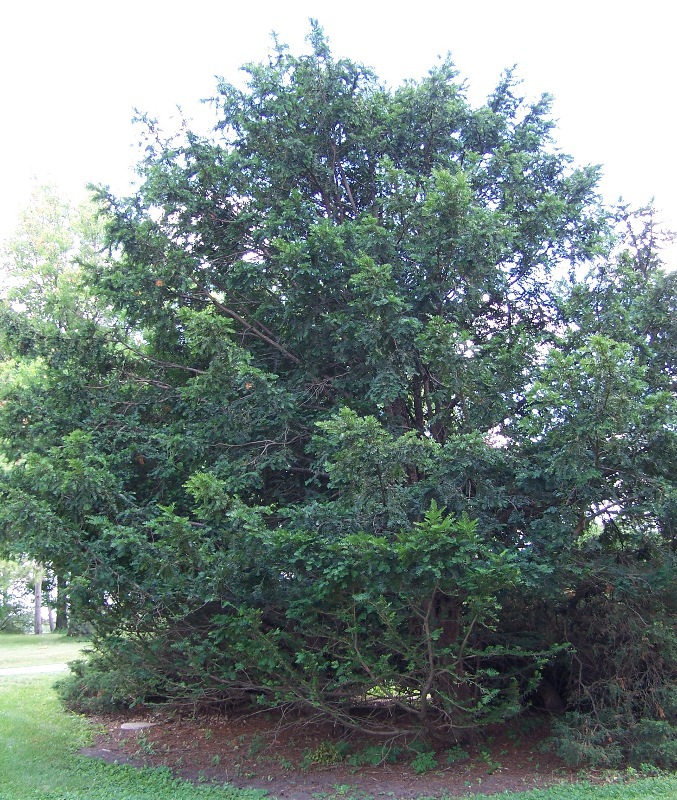 Taxus chinensis