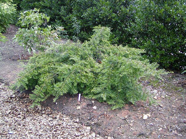 Taxus chinensis