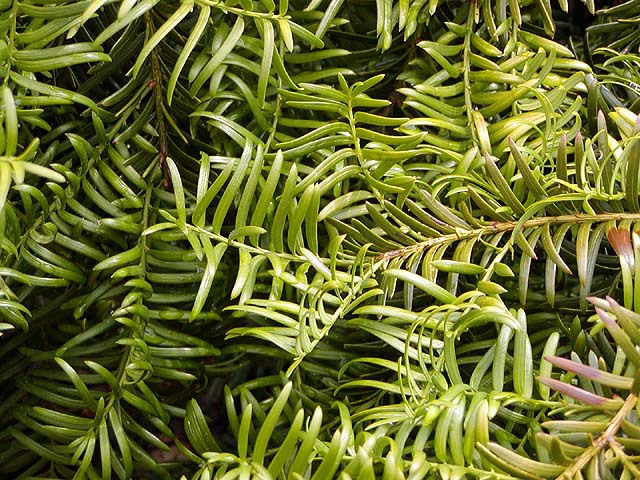 Taxus chinensis