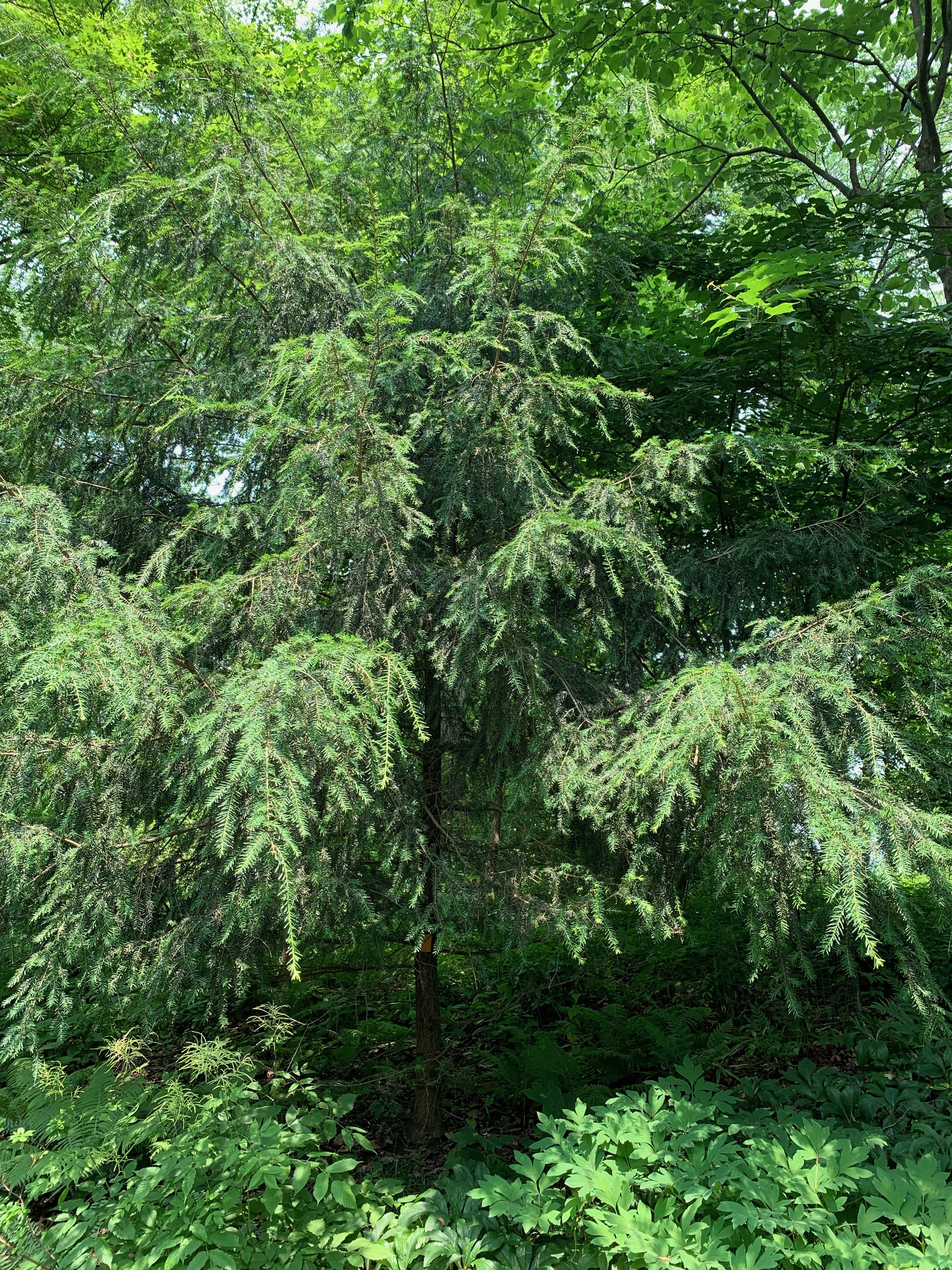 Tsuga chinensis