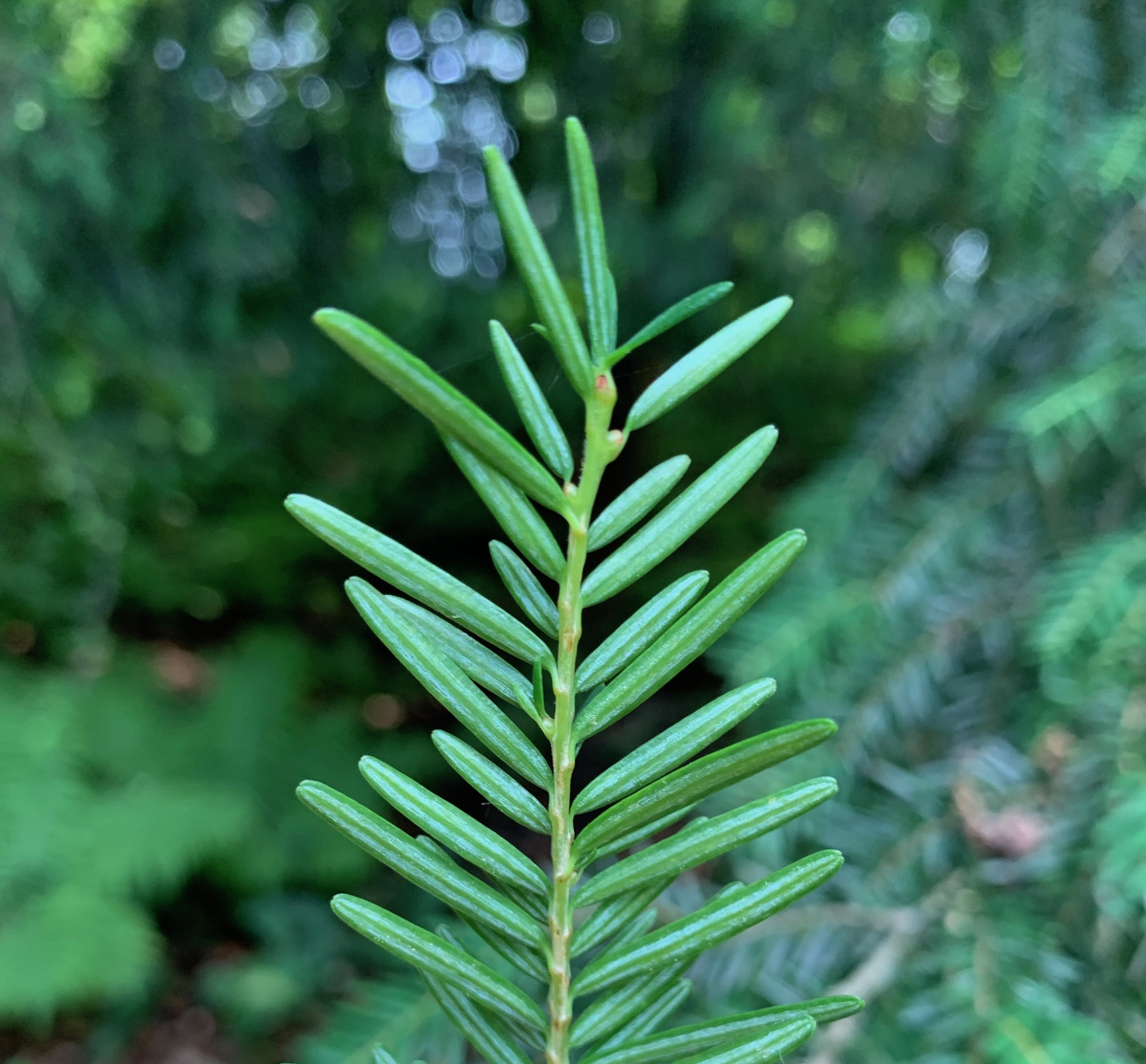 Tsuga chinensis