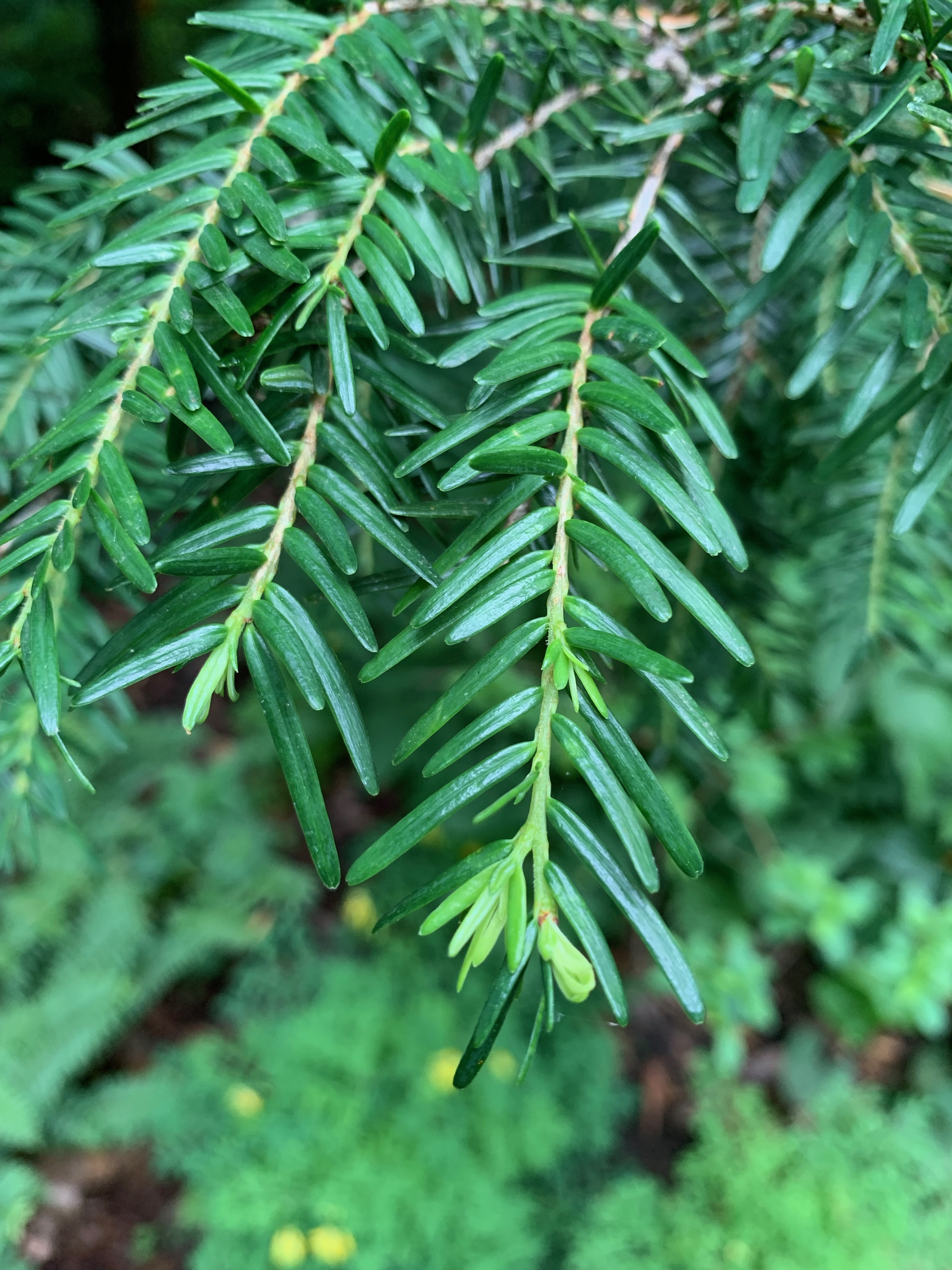 Tsuga chinensis