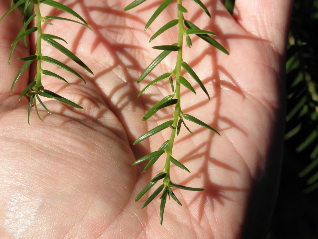 Tsuga chinensis