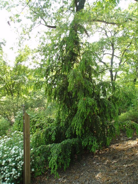 Tsuga chinensis