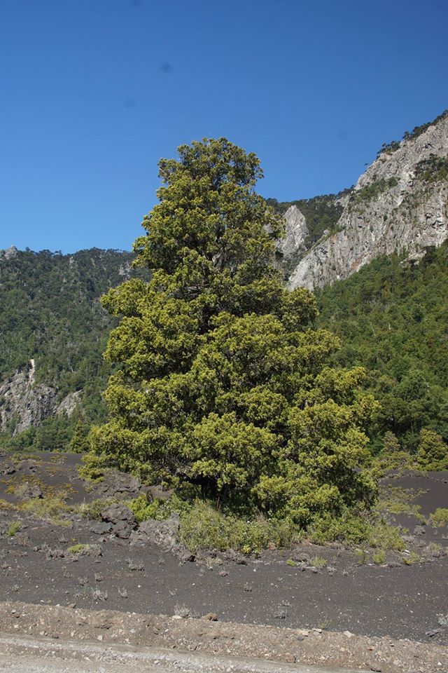 Austrocedrus chilensis