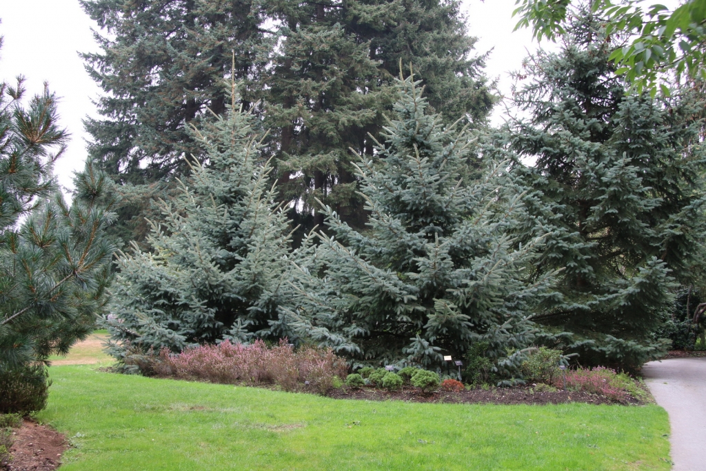 Picea chihuahuana