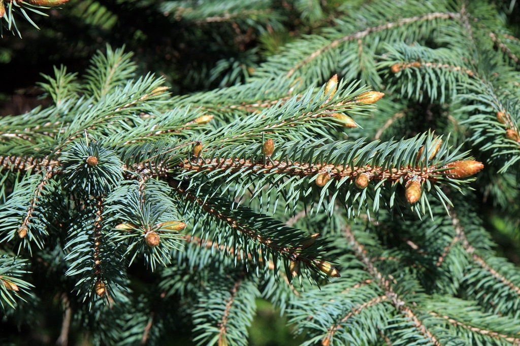 Picea chihuahuana