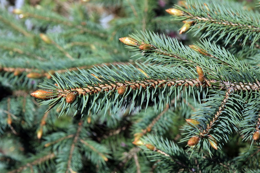 Picea chihuahuana