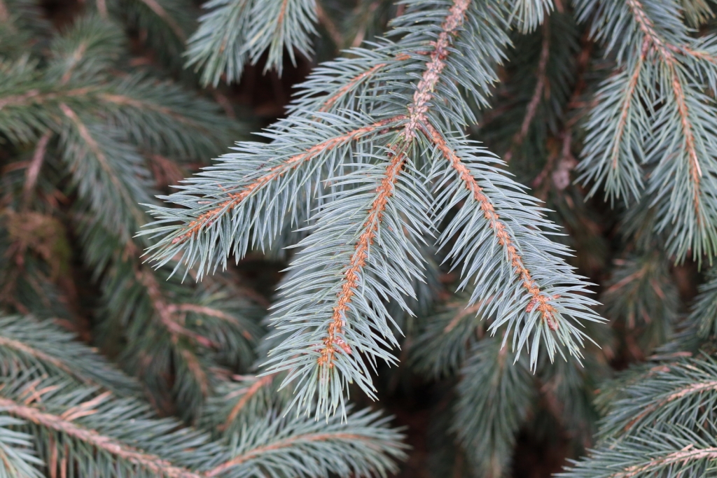 Picea chihuahuana