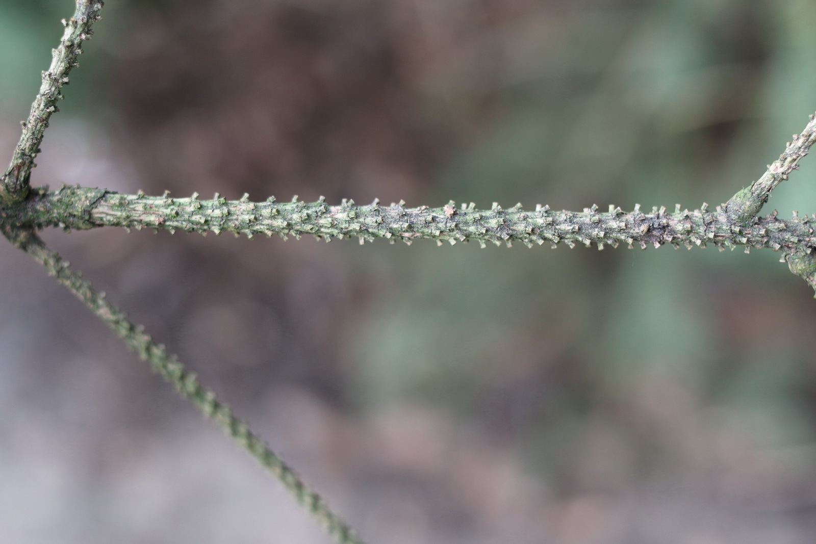 Picea chihuahuana