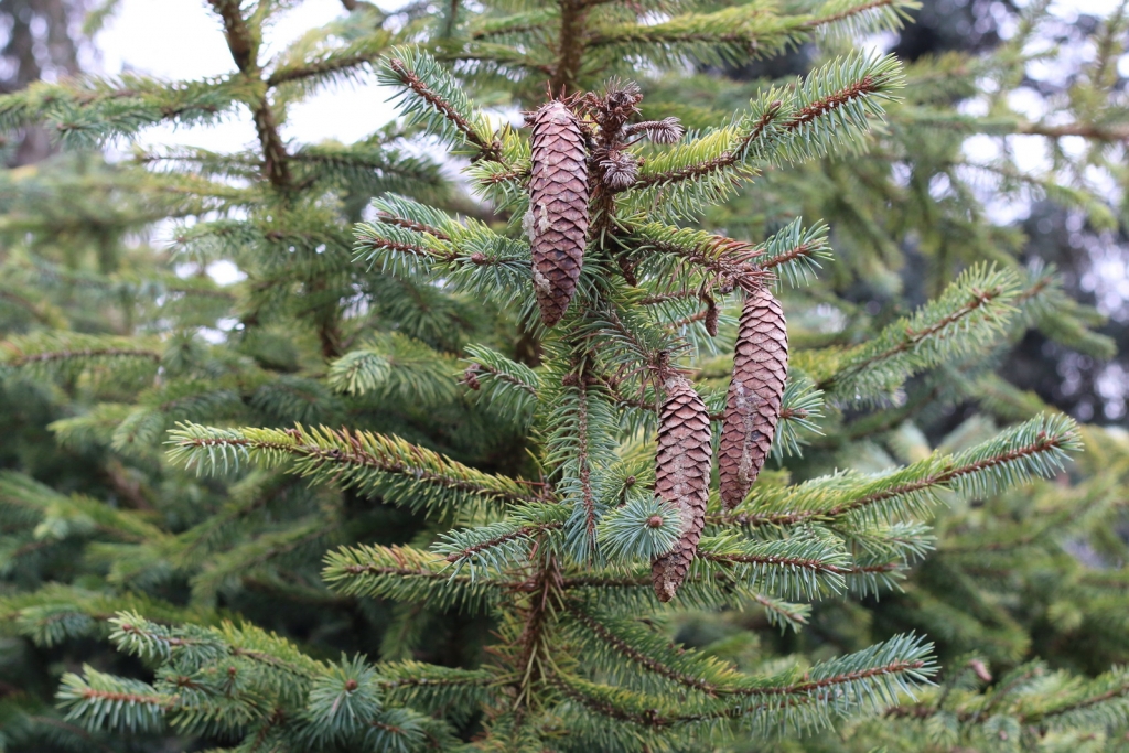 Picea chihuahuana