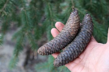 Picea chihuahuana