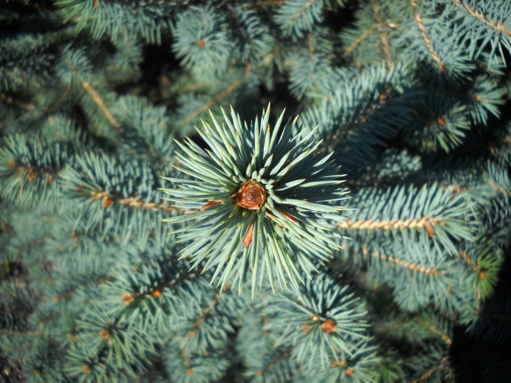 Picea chihuahuana