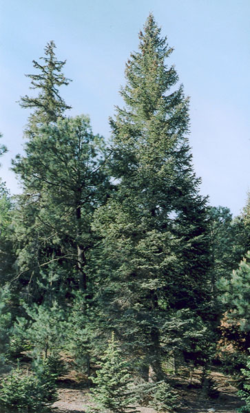 Picea chihuahuana