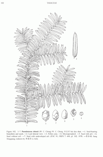 Pseudotaxus chienii
