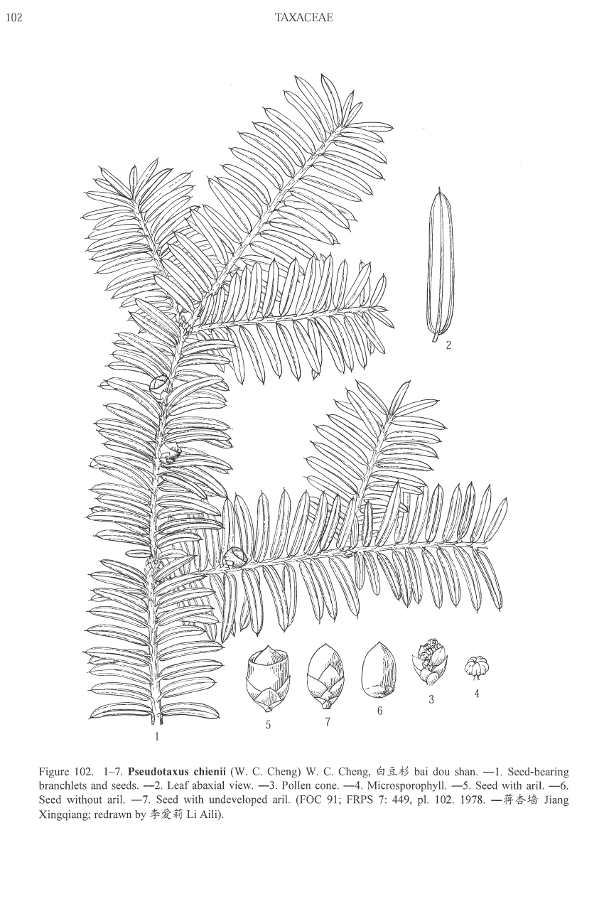 Pseudotaxus chienii