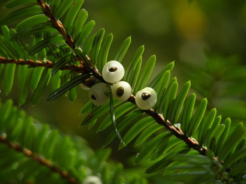 Pseudotaxus chienii