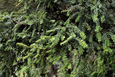 Pseudotaxus chienii