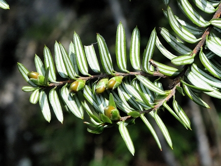 Pseudotaxus chienii