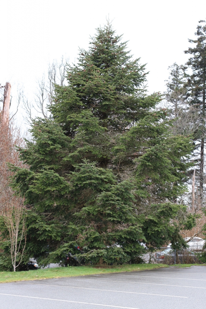 Abies chensiensis