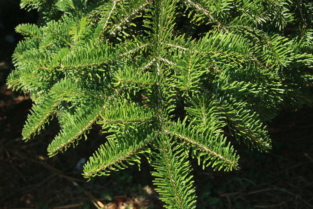 Abies chensiensis