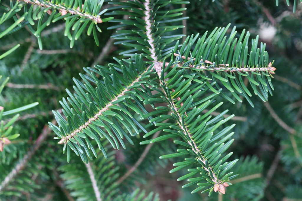 Abies chensiensis