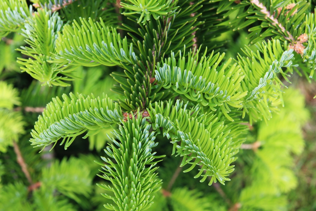 Abies chensiensis