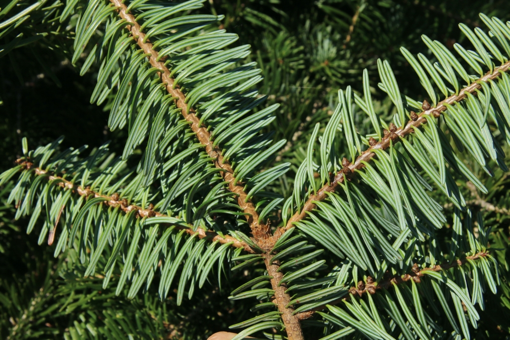 Abies chensiensis