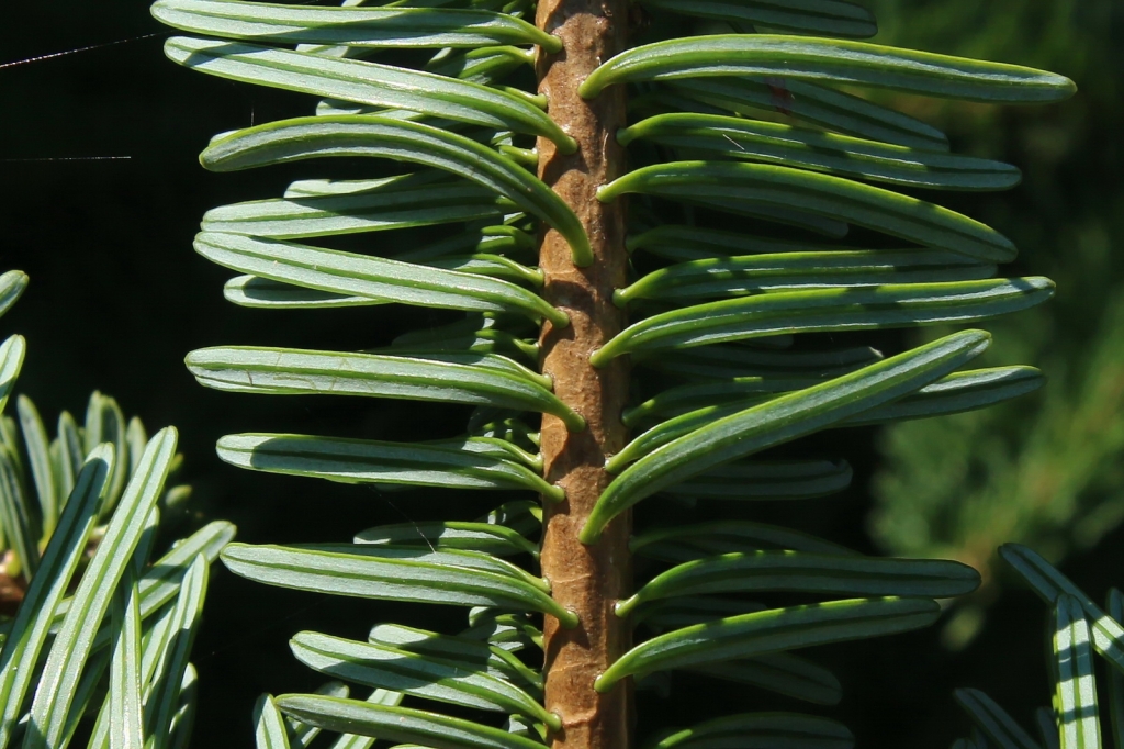 Abies chensiensis