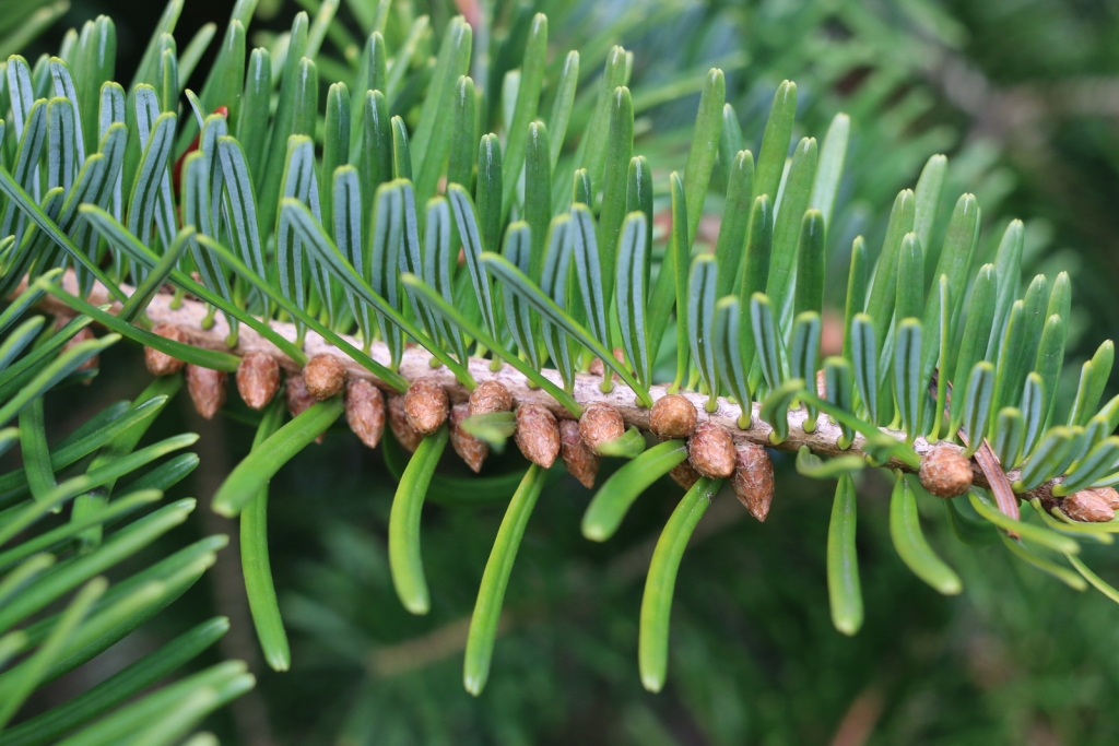 Abies chensiensis