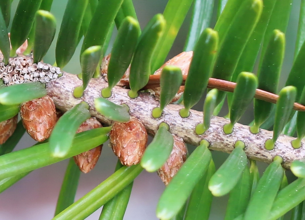 Abies chensiensis
