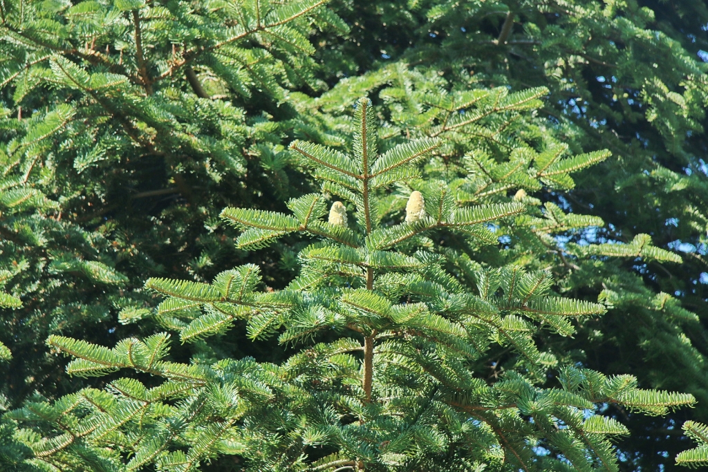 Abies chensiensis