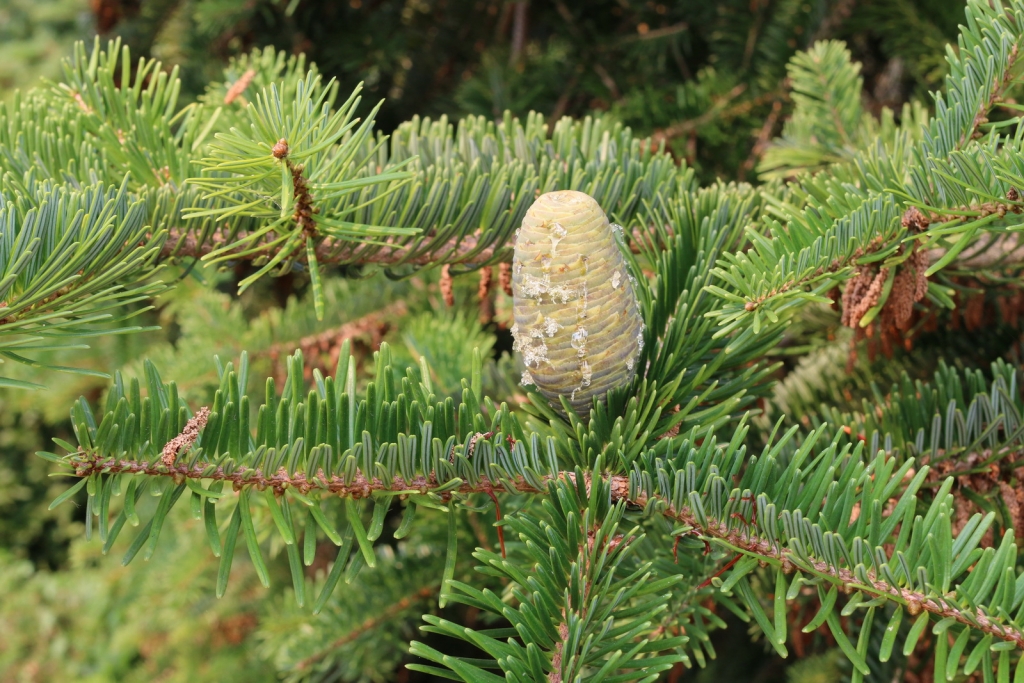Abies chensiensis