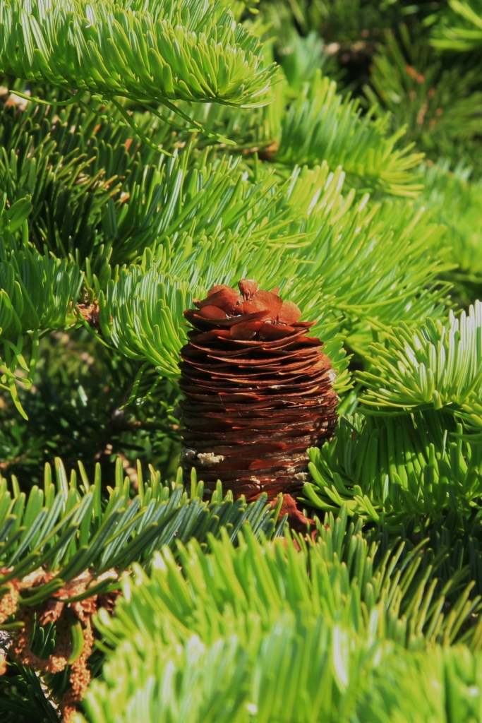 Abies chensiensis