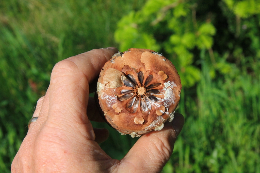 Abies chensiensis