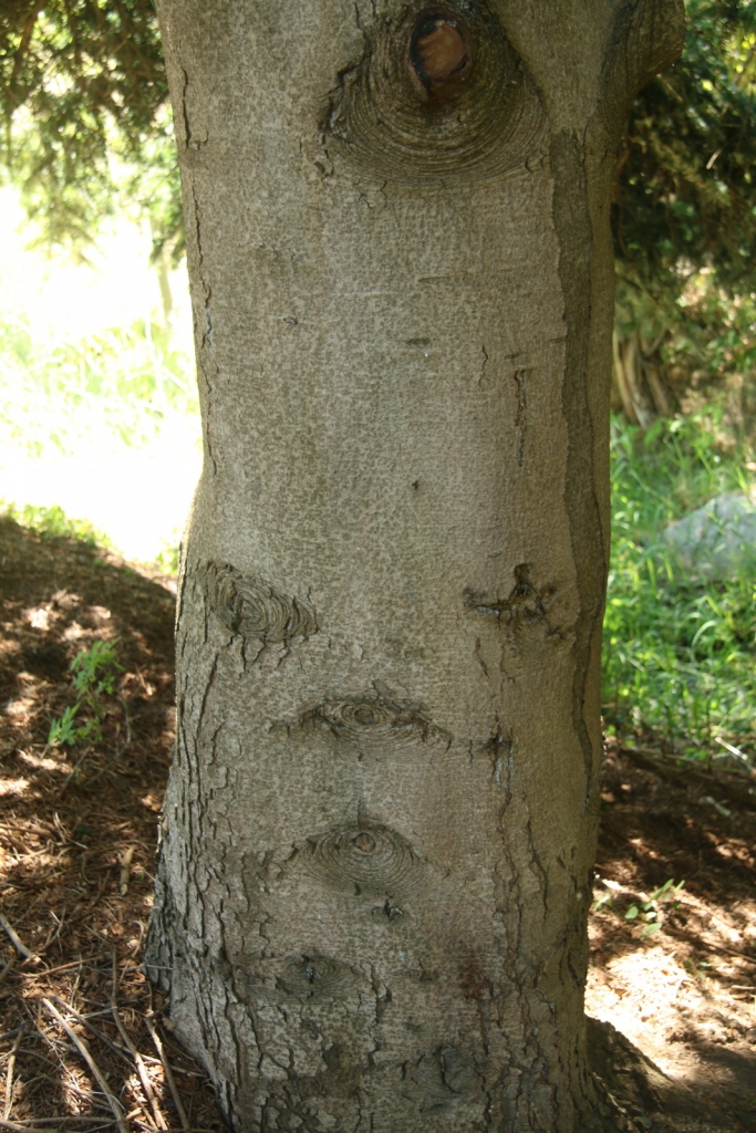 Abies chensiensis