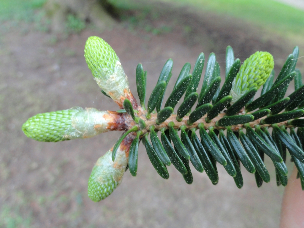Abies chensiensis