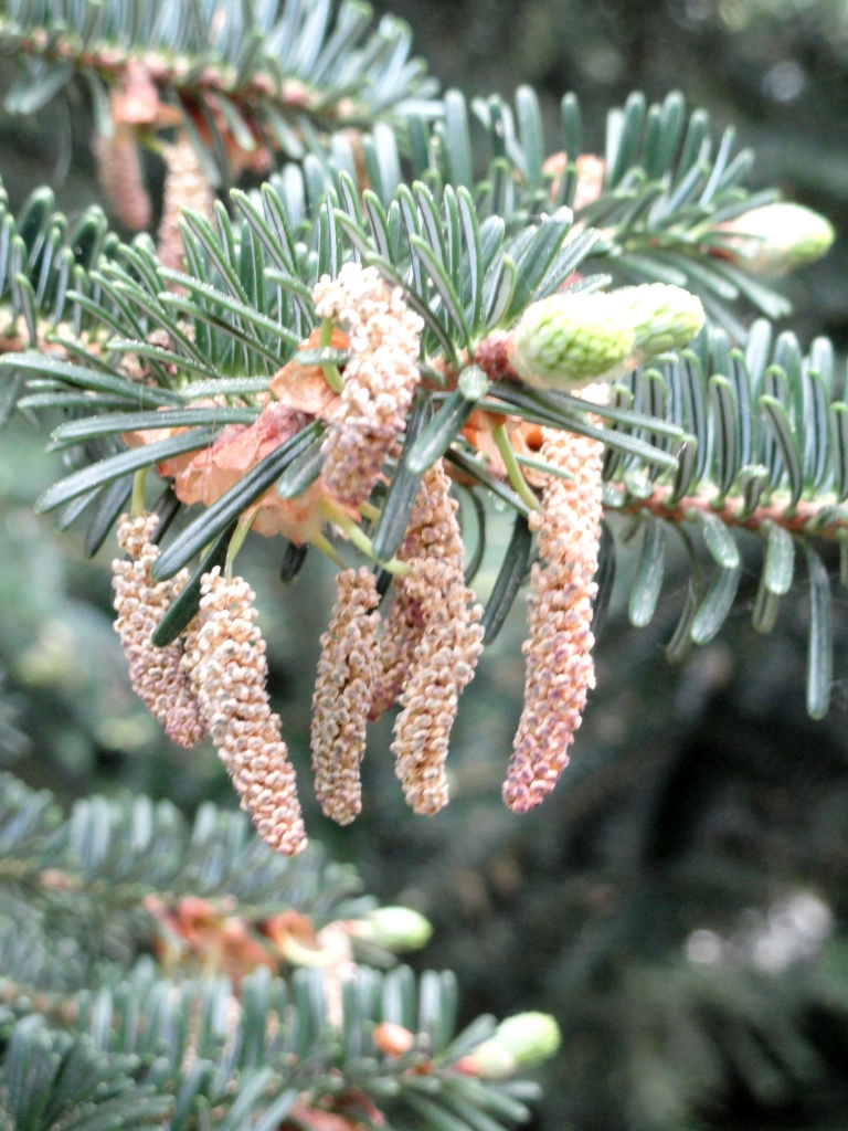 Abies chensiensis
