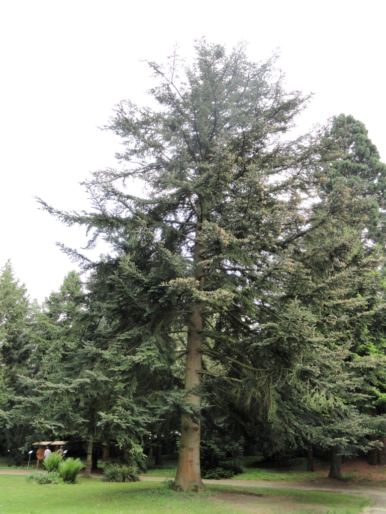 Abies chensiensis