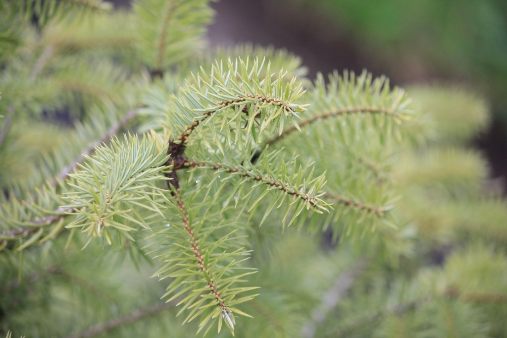 Abies cephalonica