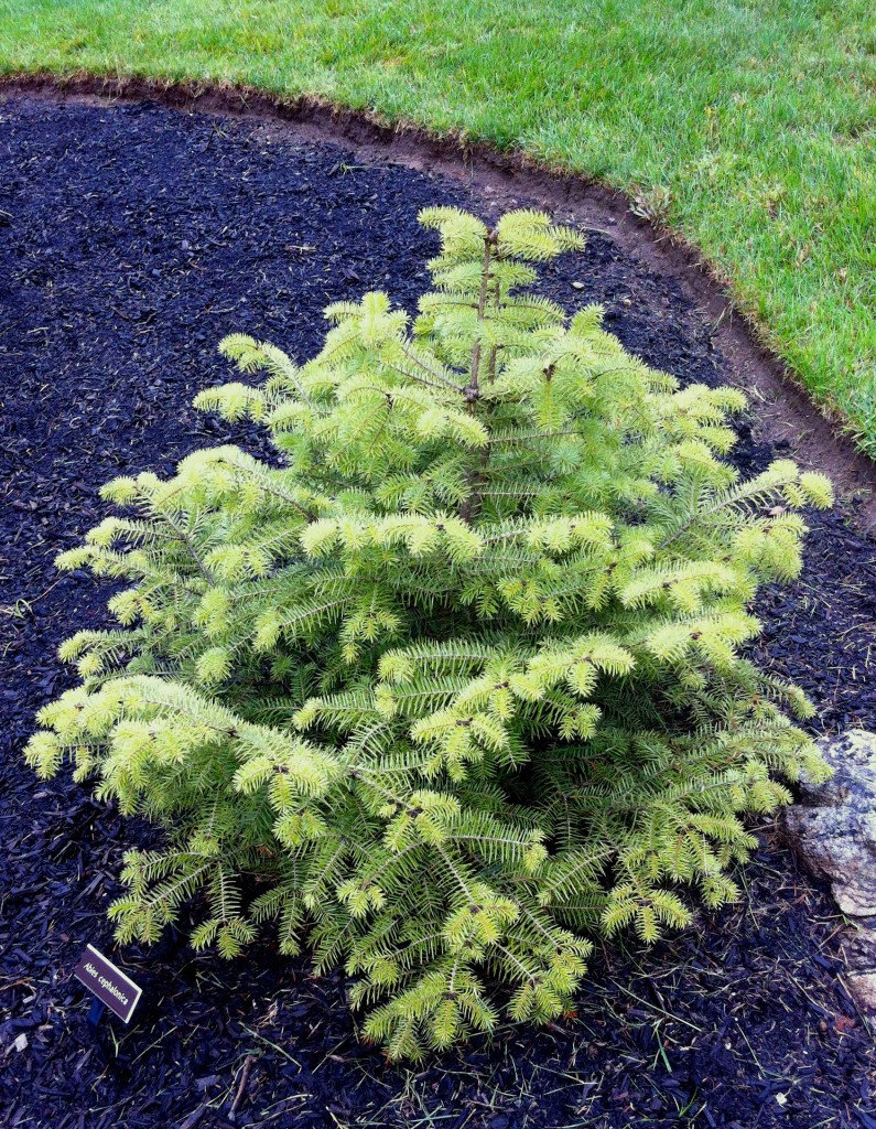 Abies cephalonica