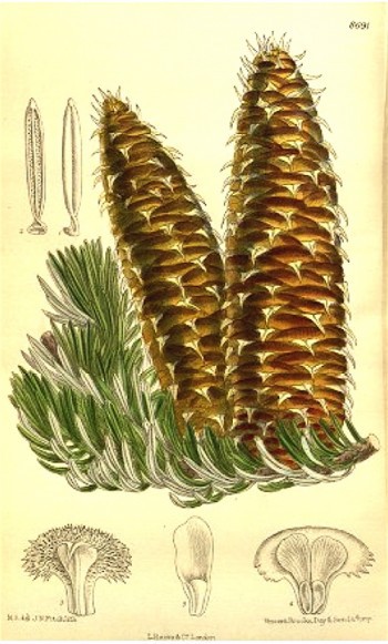 Abies cephalonica