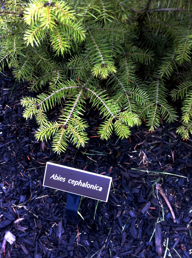 Abies cephalonica