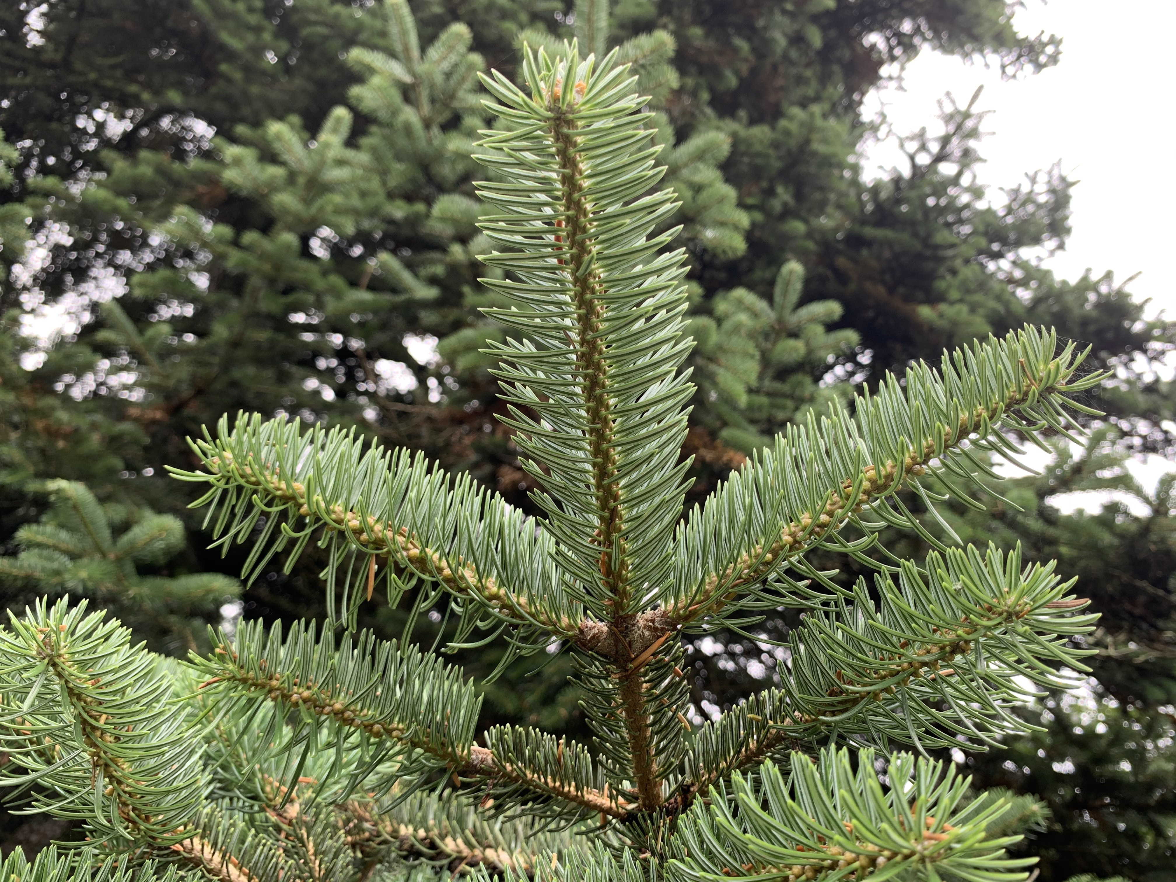 Abies cephalonica